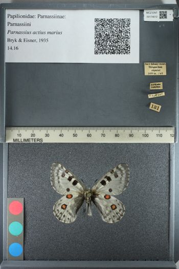Media type: image;   Entomology 174612